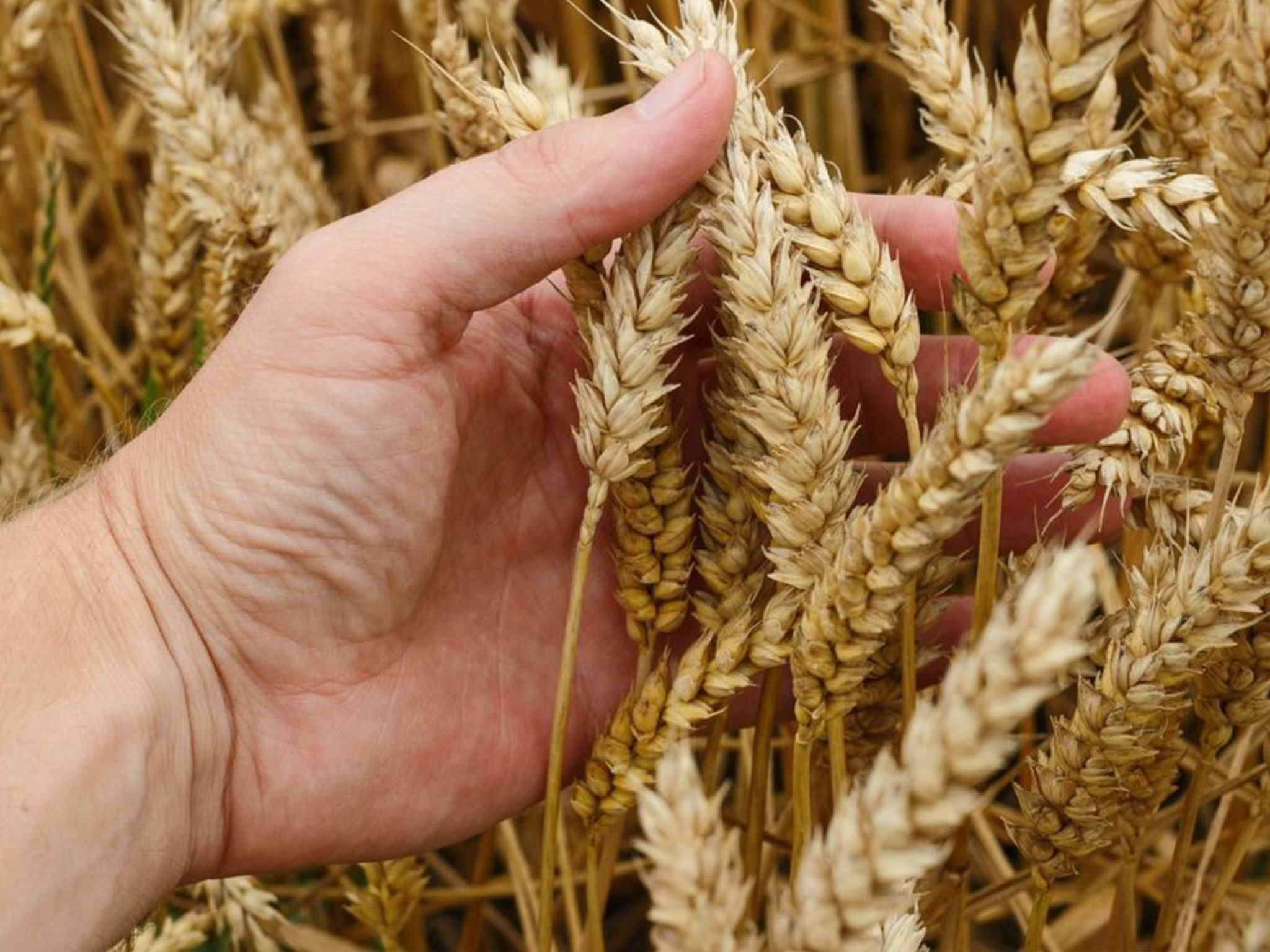 Azelaic Acid Wheat